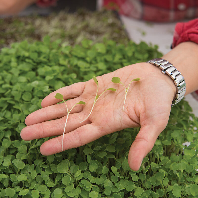 Arugula Microgreens