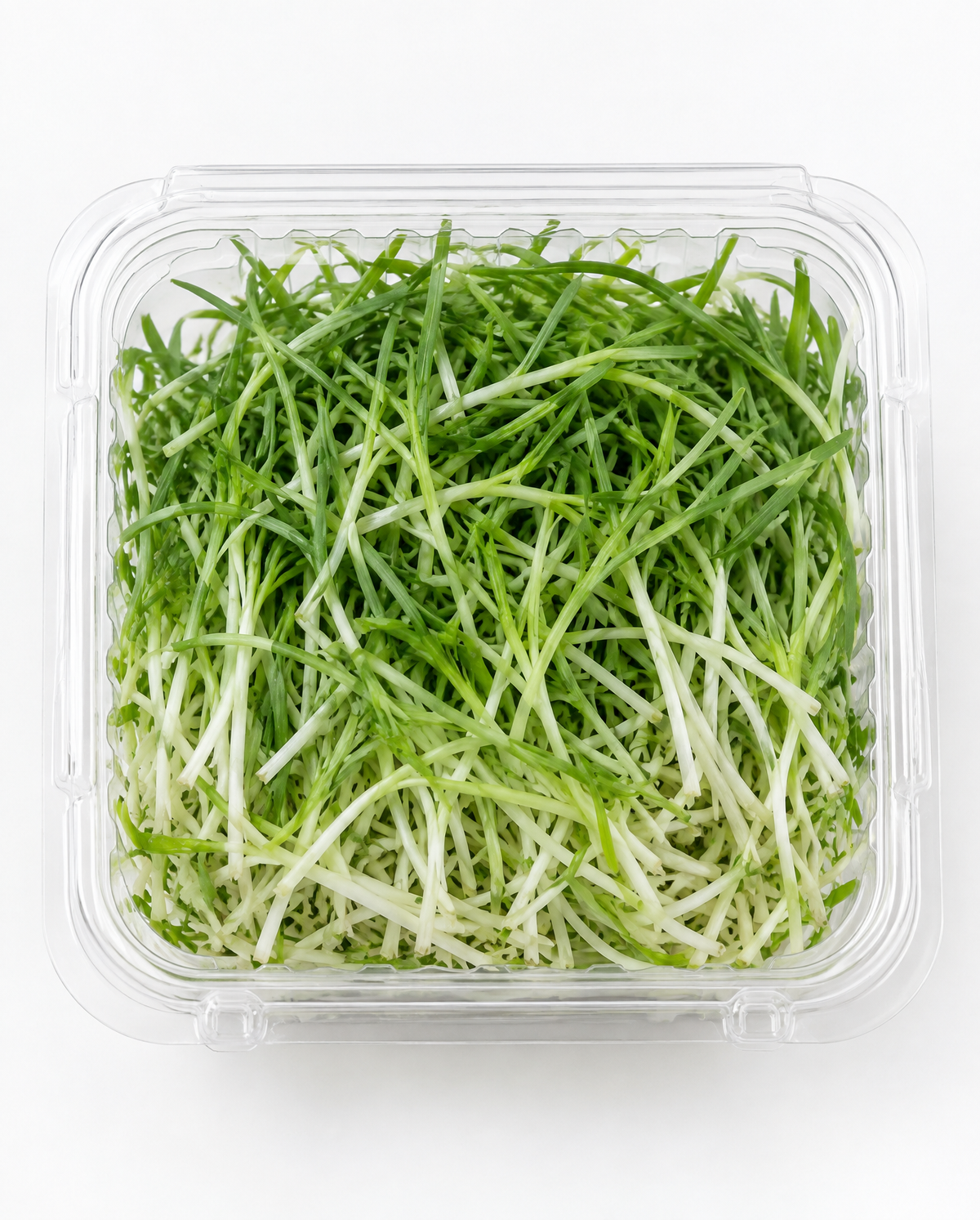 Leek Microgreens