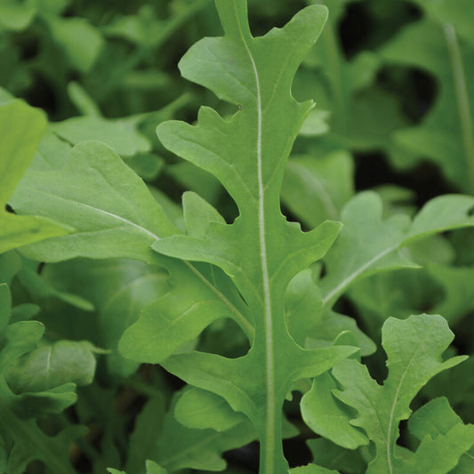 Arugula