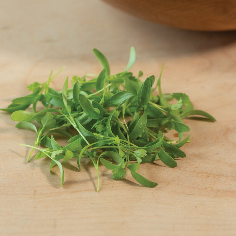 Cilantro Microgreens