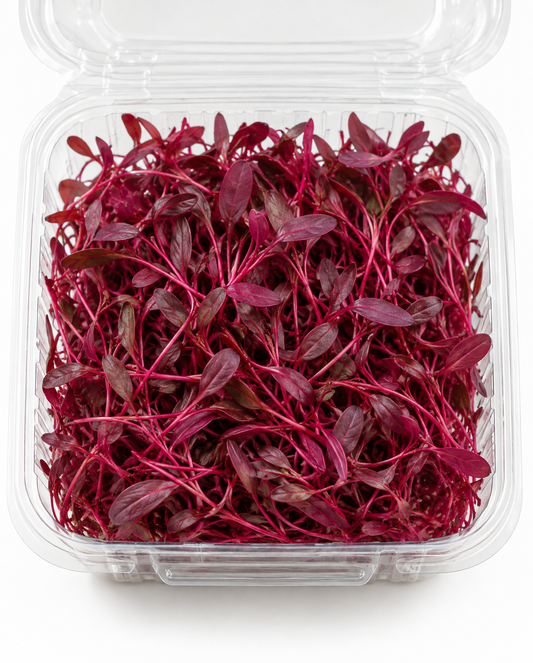 Beets Without the Dirt Microgreens