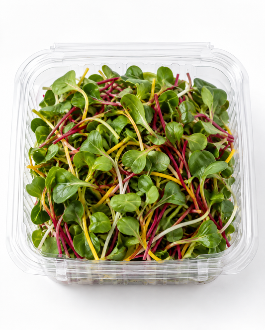 Chard Microgreens