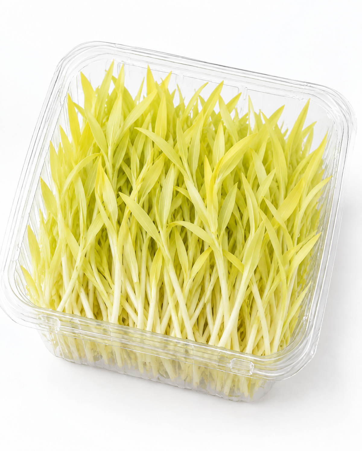 Popcorn Microgreen