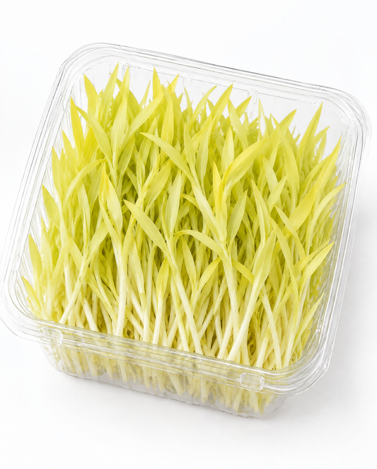 Popcorn Microgreen